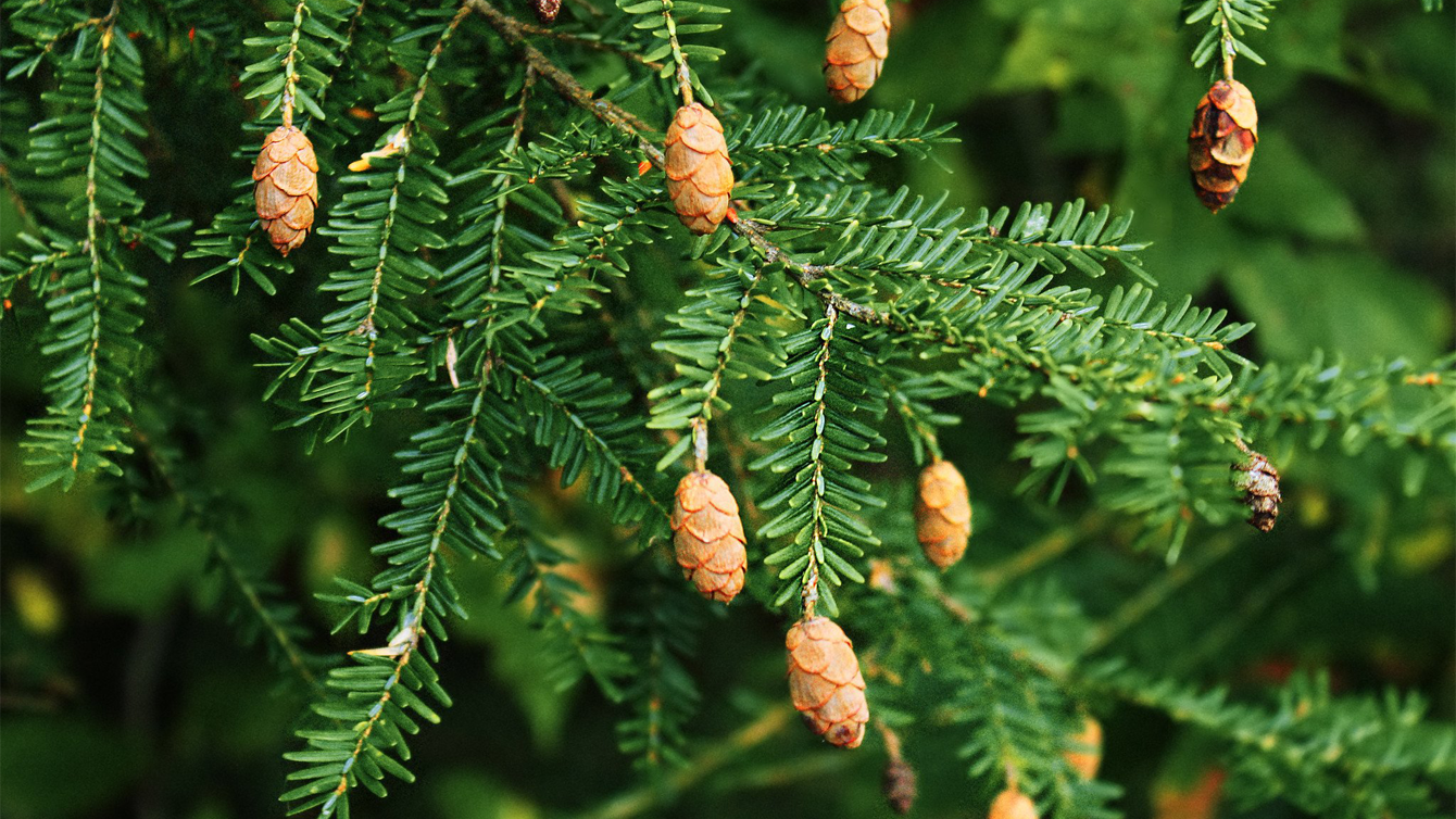 Abies Canadensis